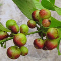 Capitiú