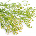 Horseweed