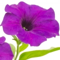 Petunia