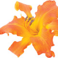Daylily